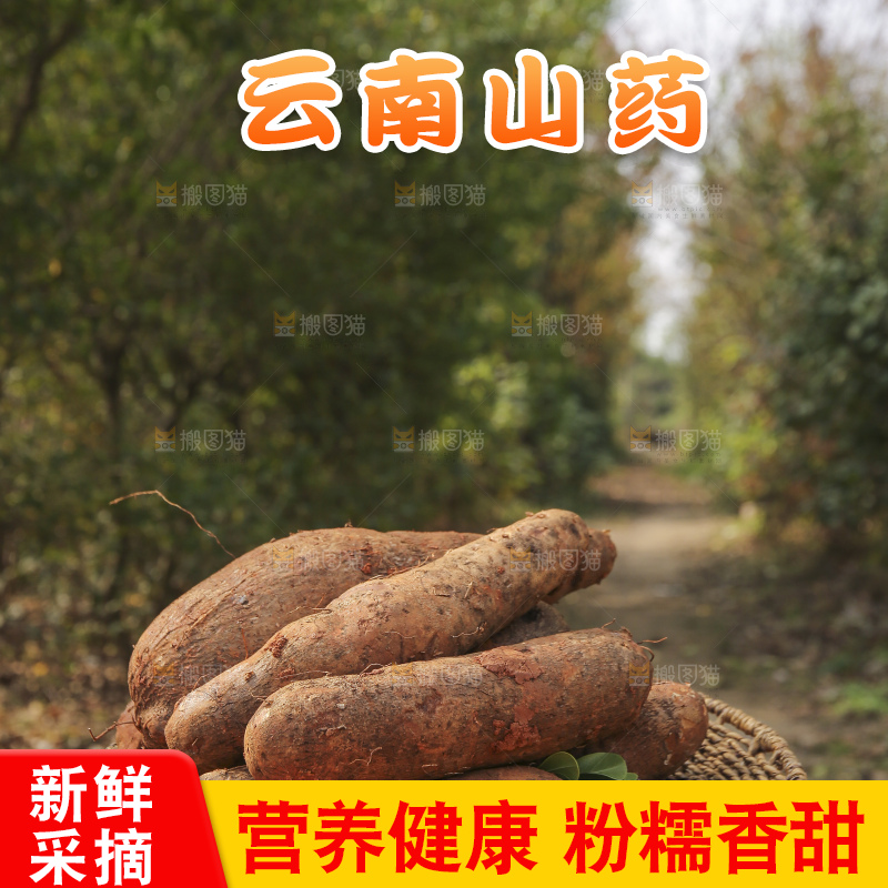 手里拿着云南山药