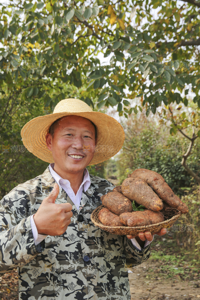 手里拿着云南山药