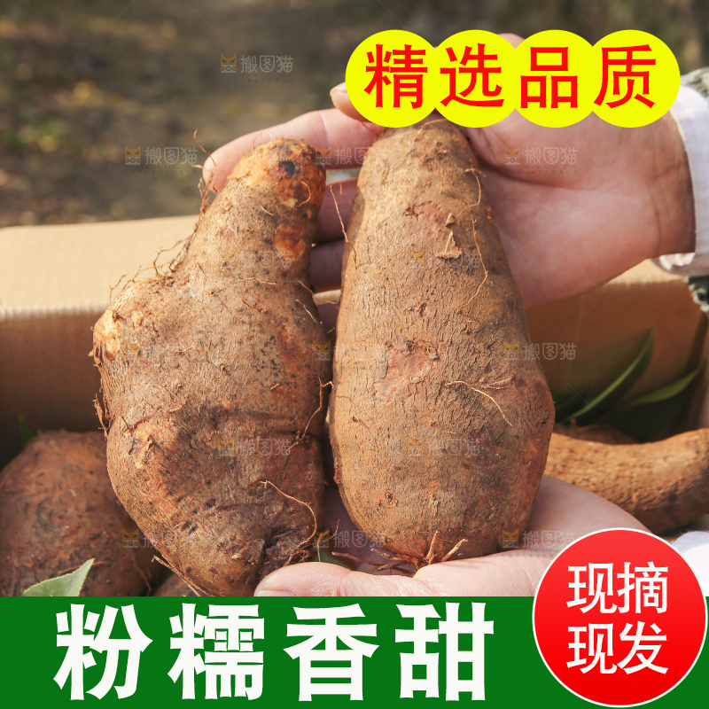 手里拿着云南山药
