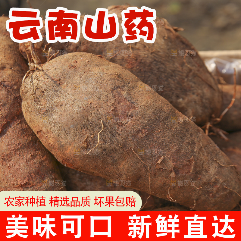 手里拿着云南山药