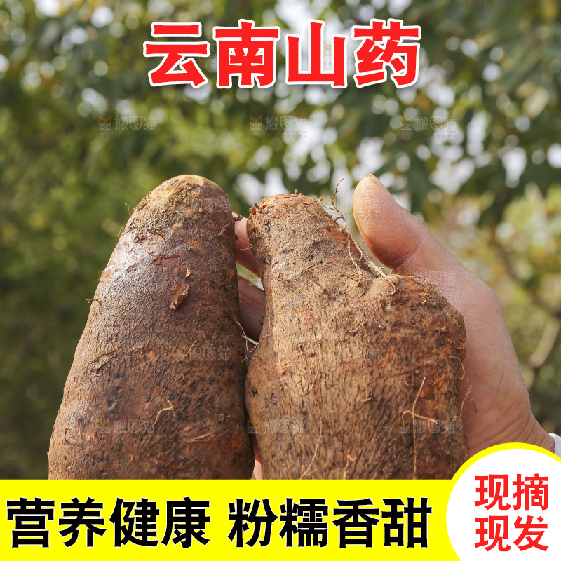 手里拿着云南山药