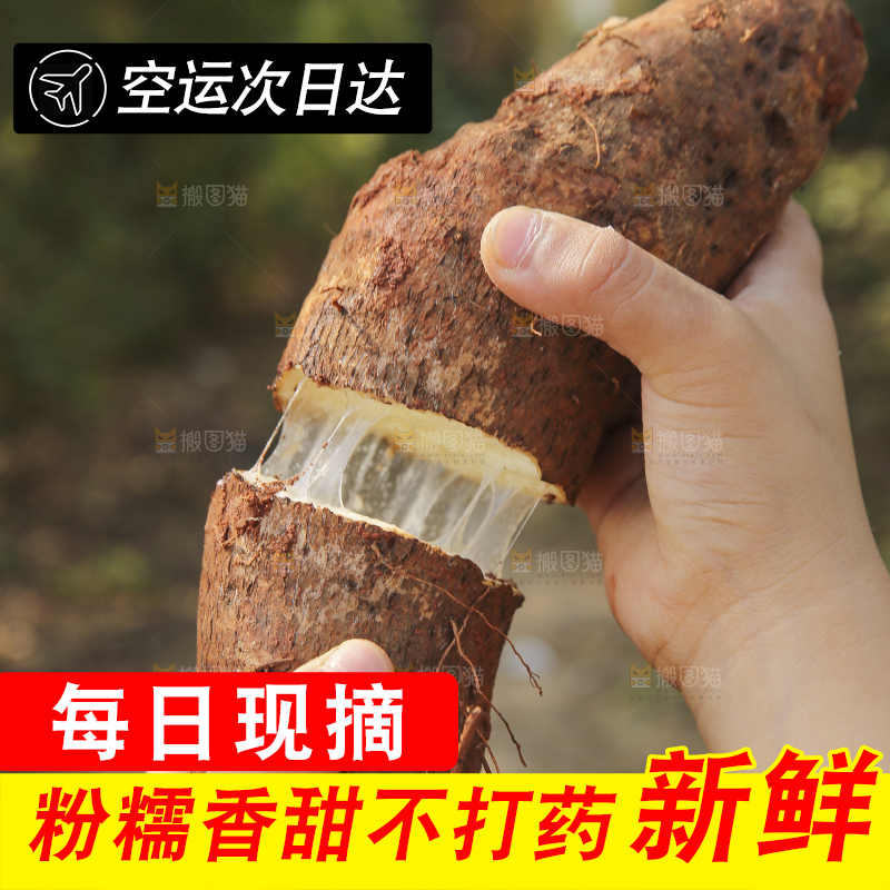 手里拿着云南山药