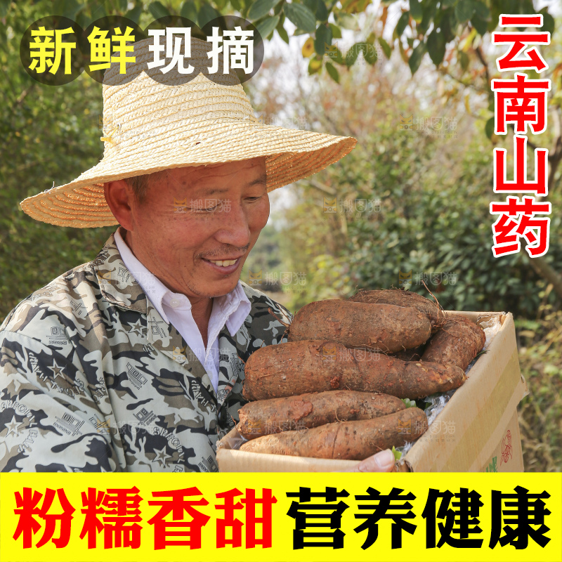 手里拿着云南山药