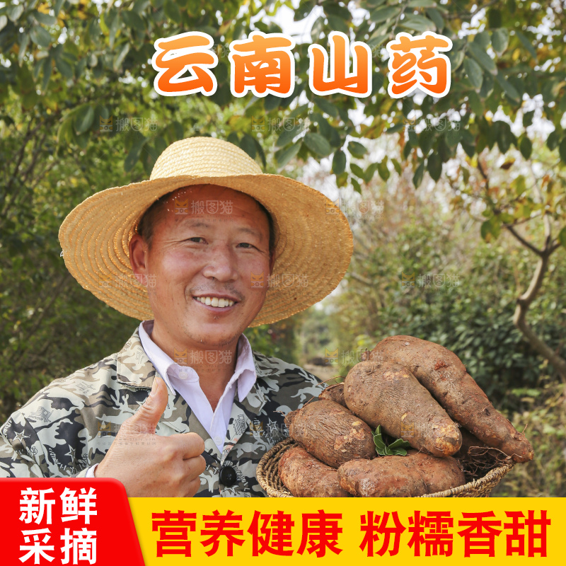 手里拿着云南山药