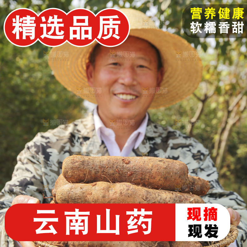 手里拿着云南山药