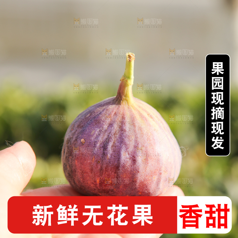 手里拿着无花果