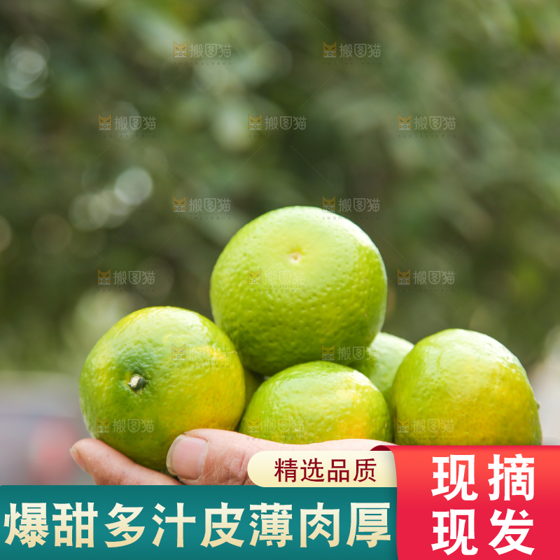 手里拿着建阳桔柚
