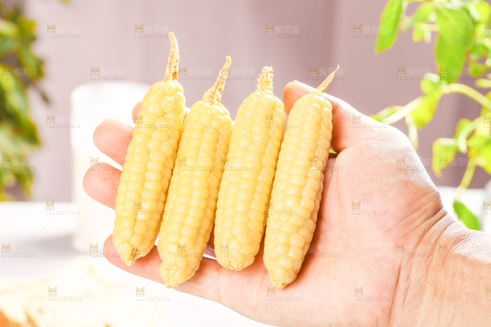 浅底上的手指糯玉米