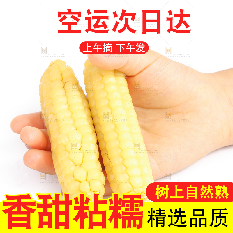 白底上的手指糯玉米