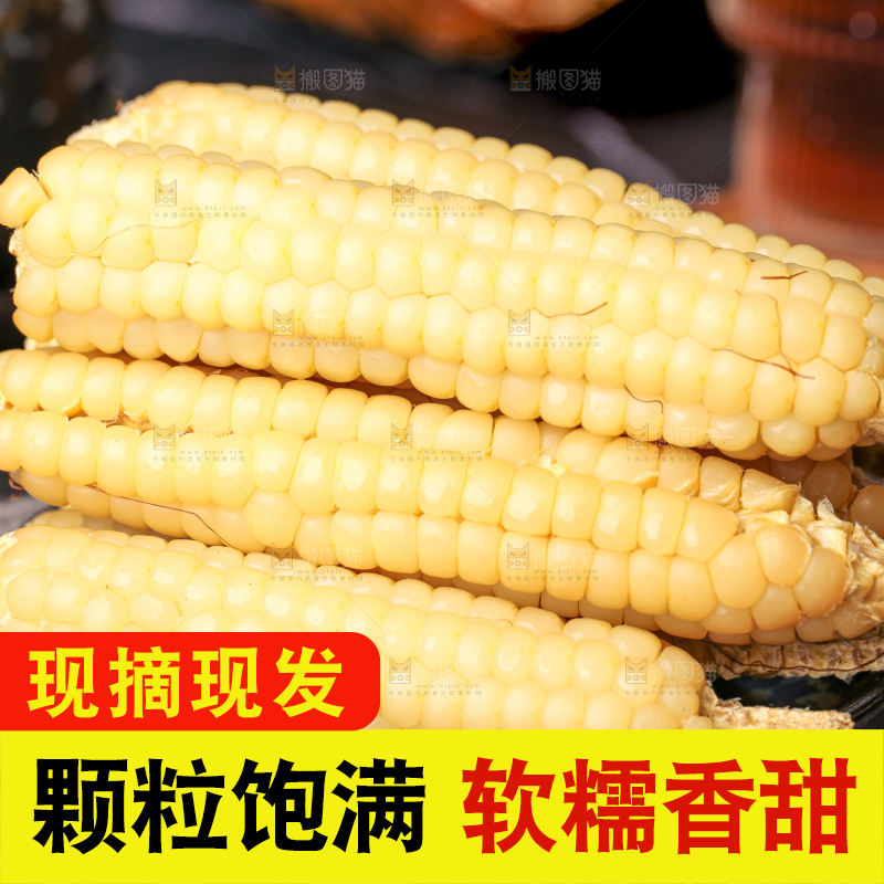 深底上的拇指小玉米