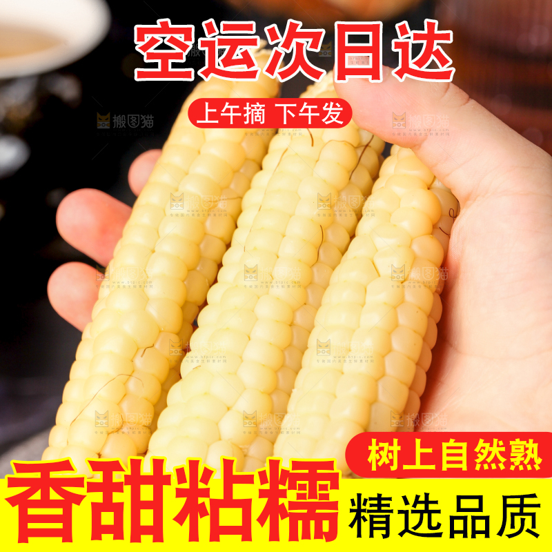 深底上的拇指小玉米