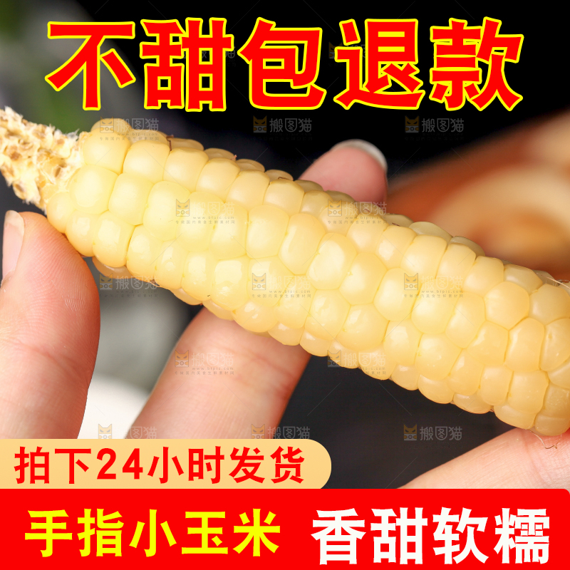 深底上的拇指小玉米