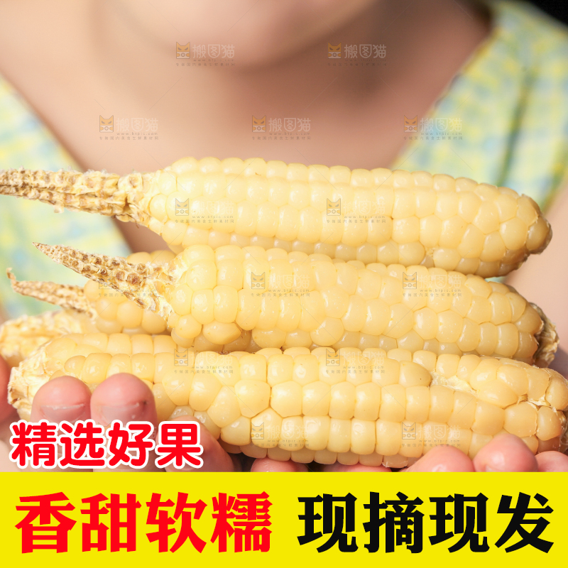 深底上的拇指小玉米