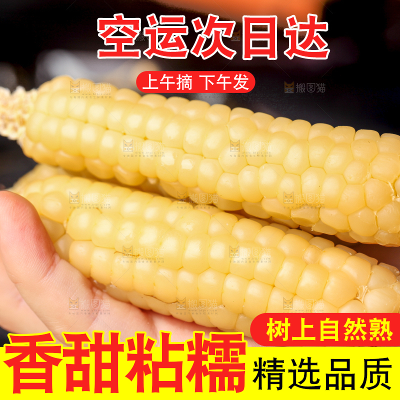 深底上的拇指小玉米
