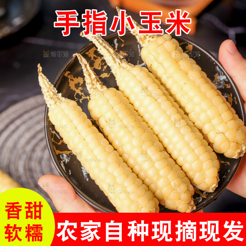 深底上的拇指小玉米
