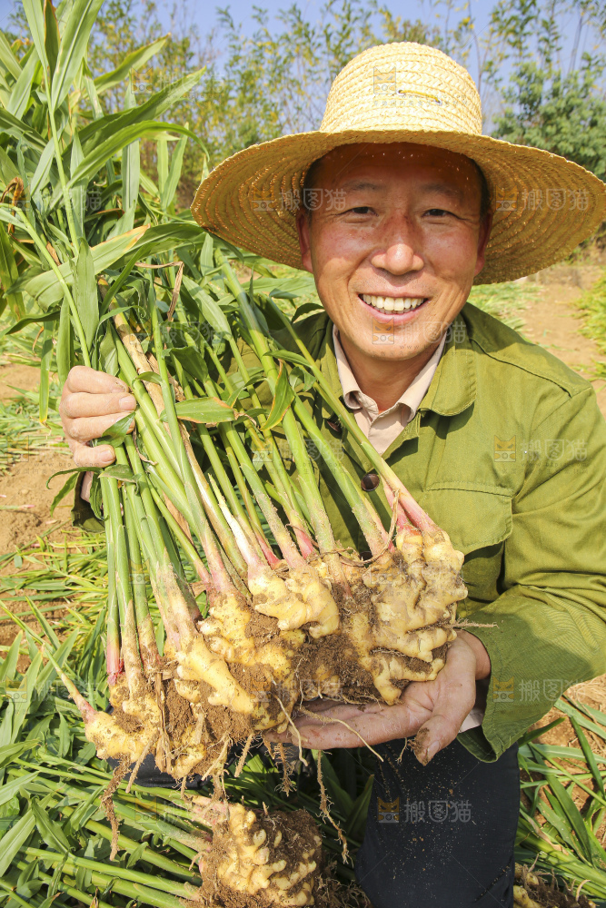 手里拿着新鲜小黄姜