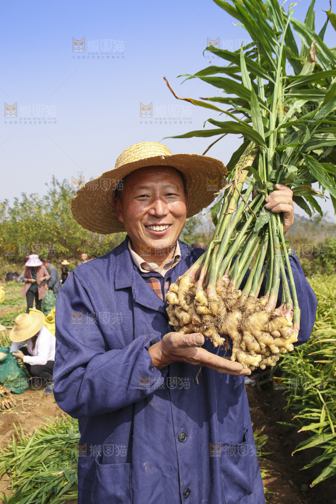 手里拿着新鲜小黄姜