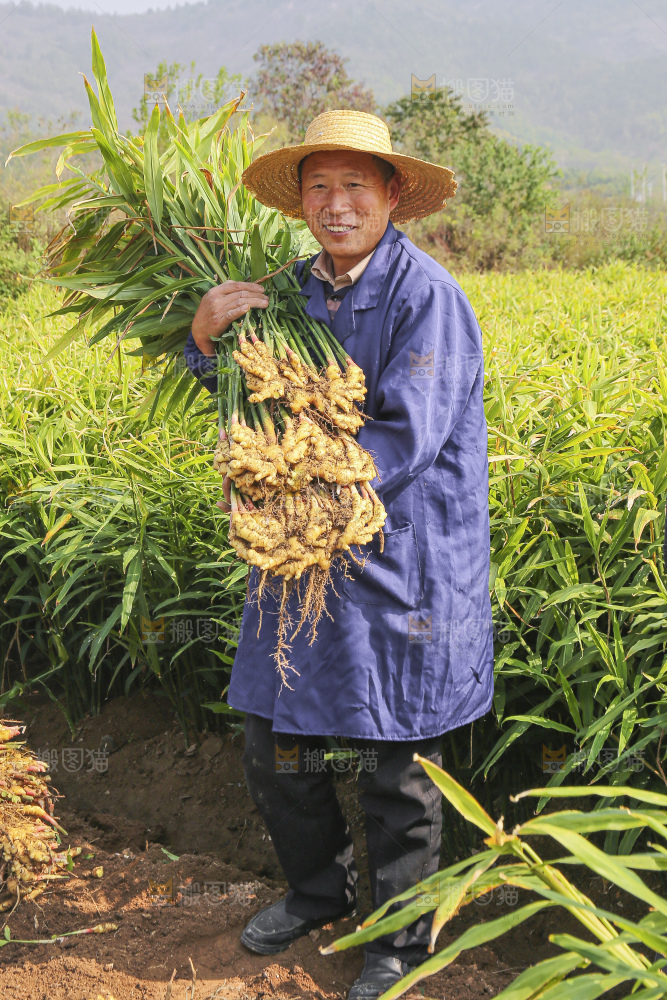 手里拿着新鲜小黄姜