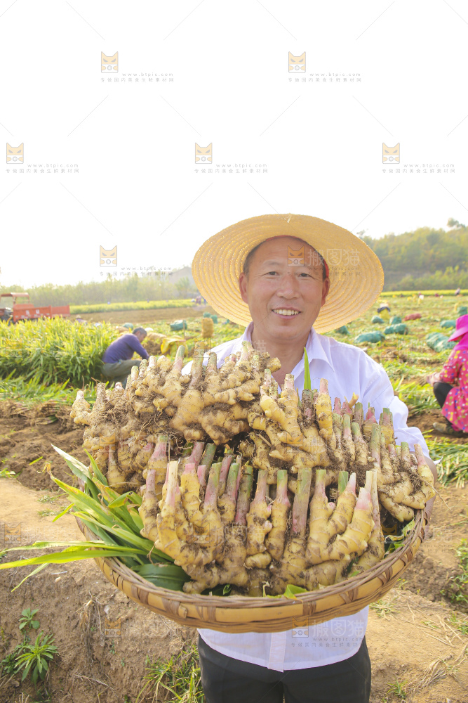 手里拿着新鲜小黄姜