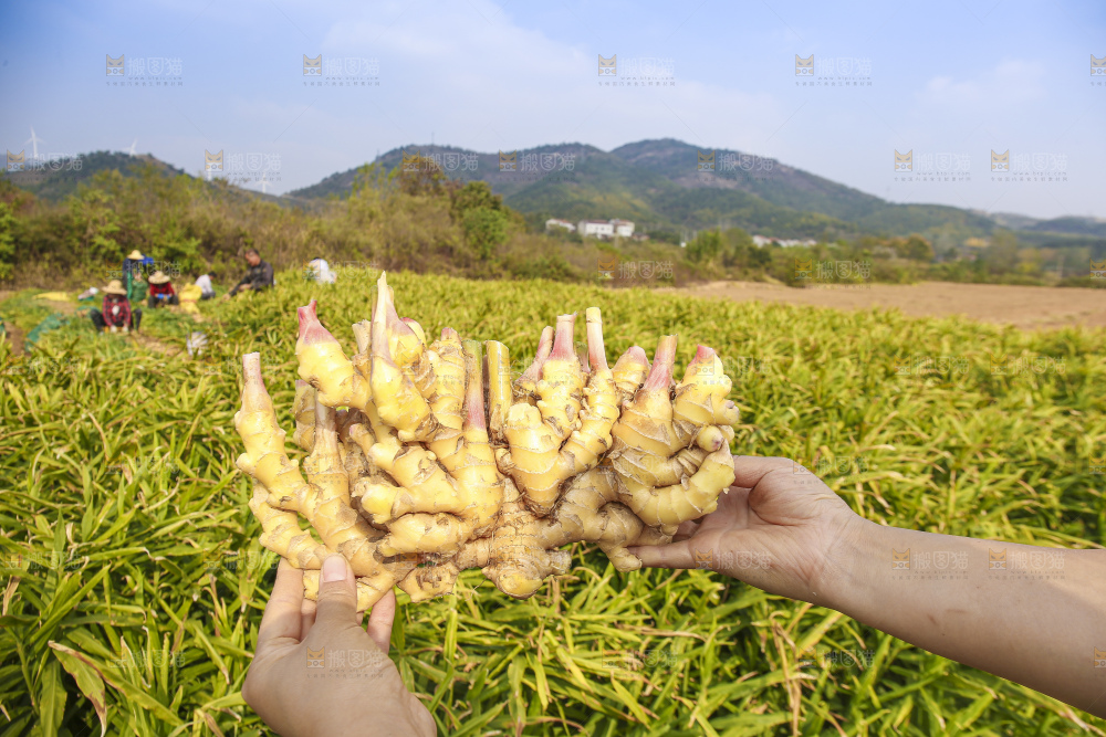 手里拿着新鲜小黄姜