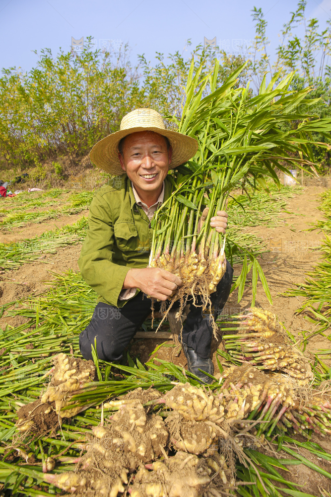 手里拿着新鲜小黄姜
