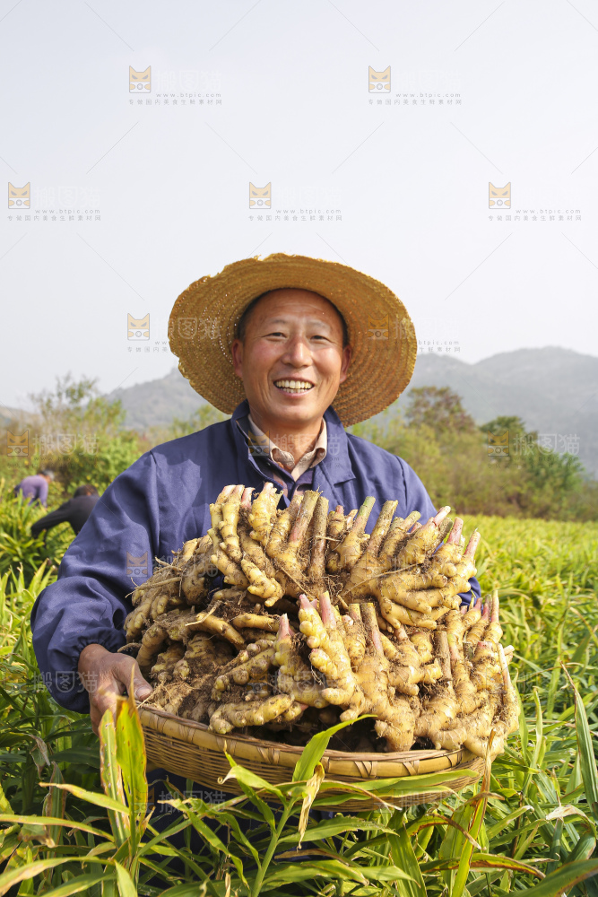 手里拿着新鲜小黄姜