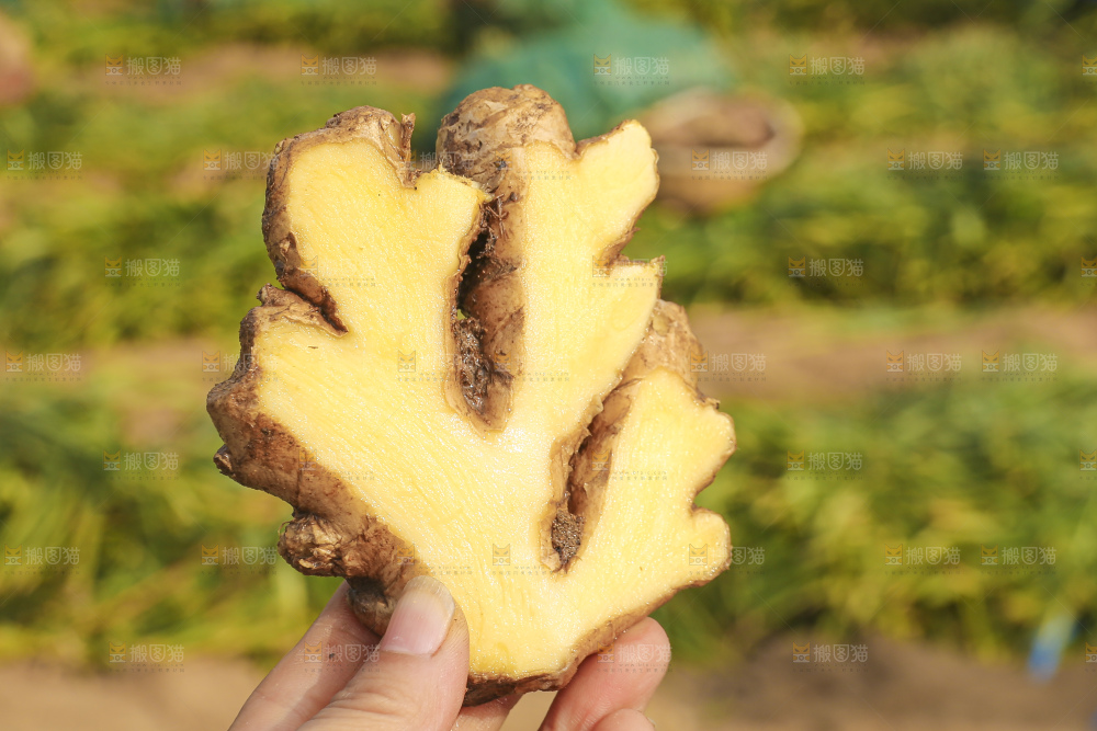 手里拿着新鲜生姜