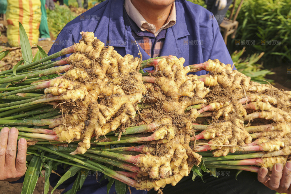 手里拿着新鲜小黄姜