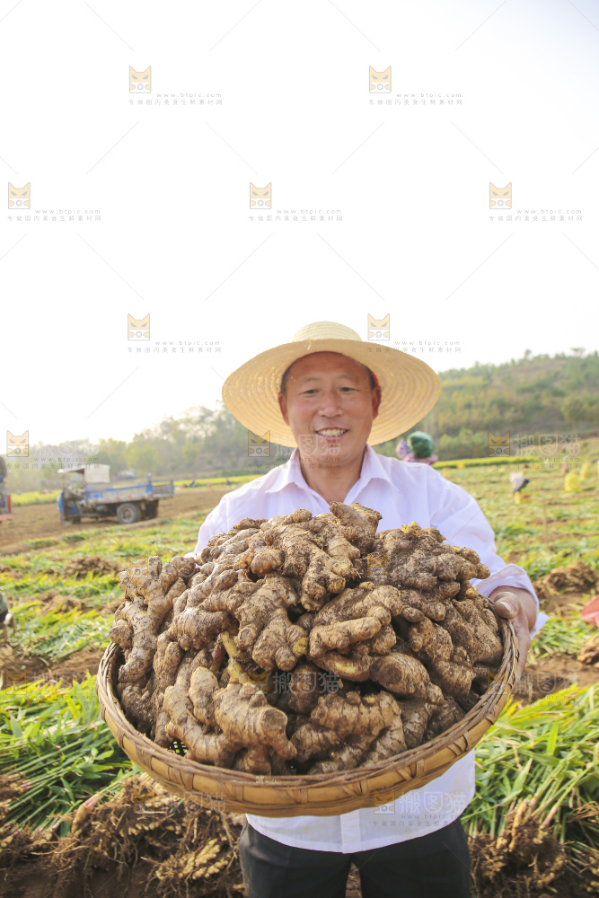 手里拿着新鲜生姜