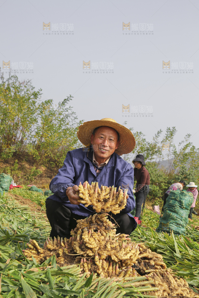 手里拿着新鲜小黄姜