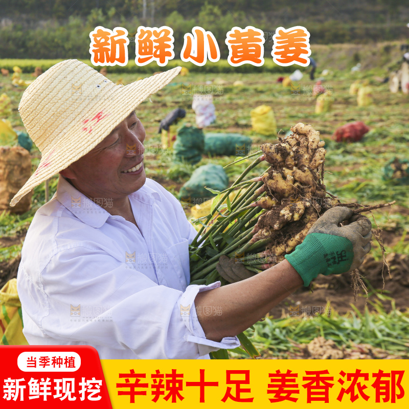手里拿着新鲜小黄姜