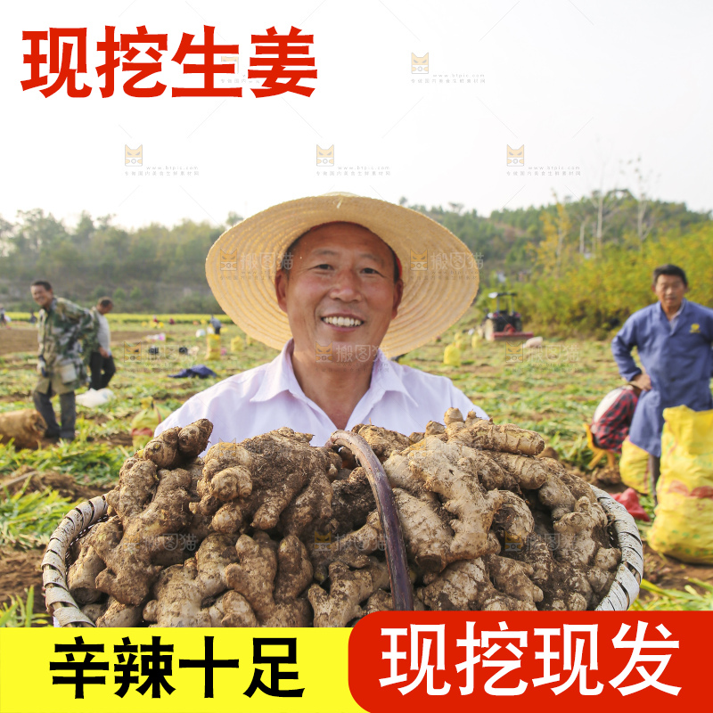 手里拿着新鲜生姜