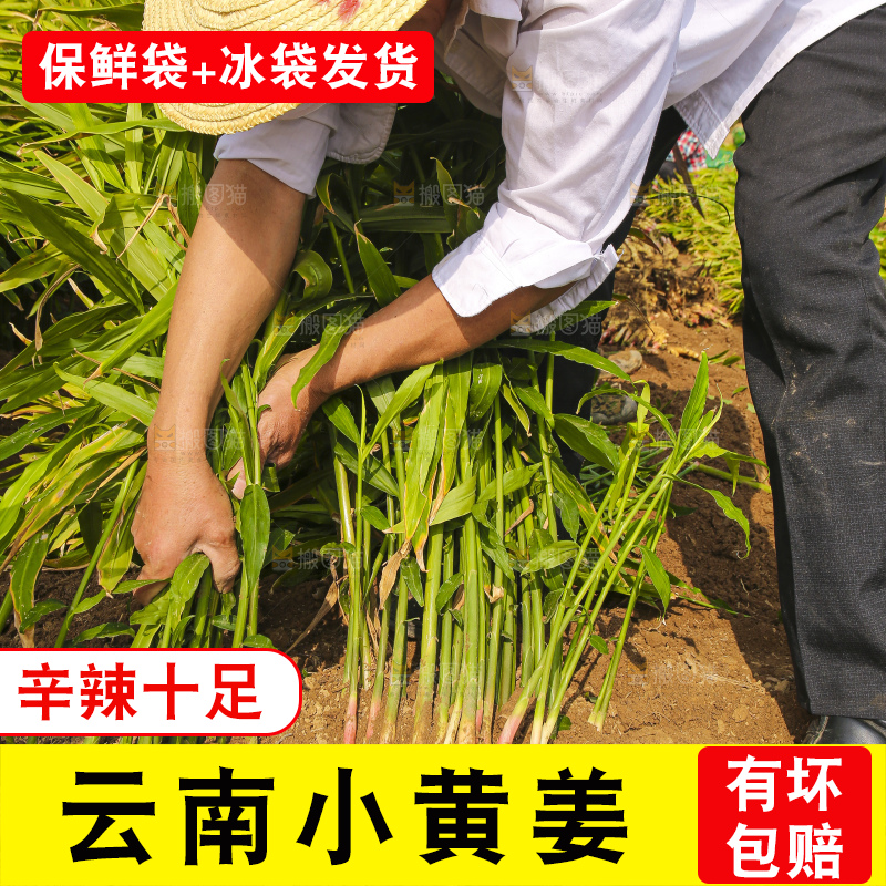 手里拿着新鲜小黄姜
