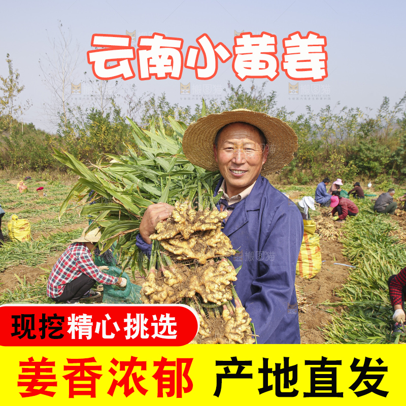 手里拿着新鲜小黄姜