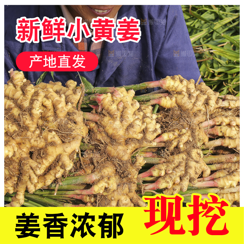 手里拿着新鲜小黄姜