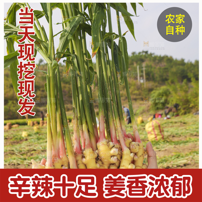 手里拿着新鲜小黄姜