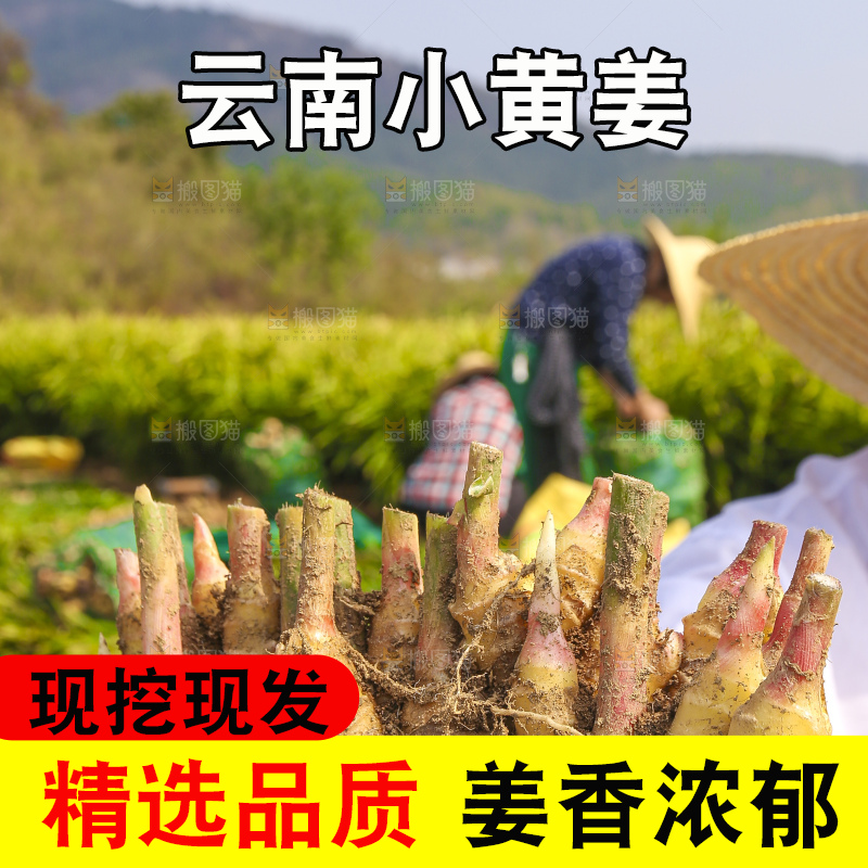 手里拿着新鲜小黄姜