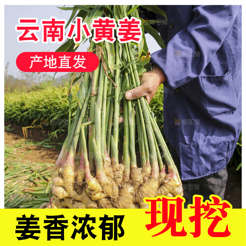 手里拿着新鲜小黄姜