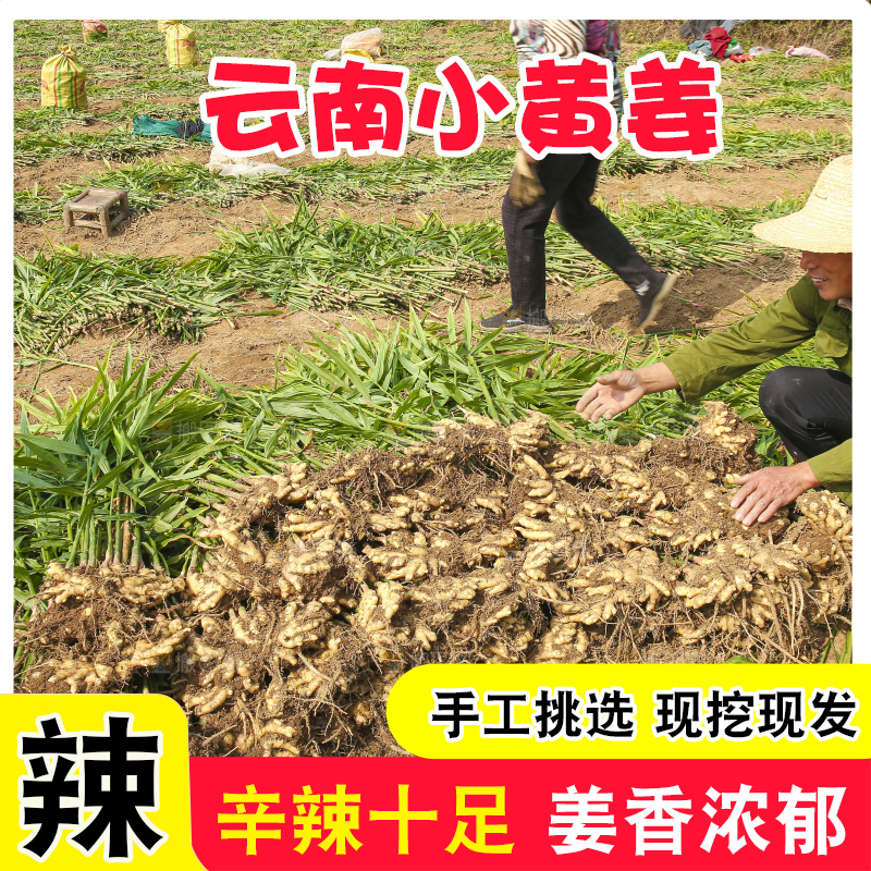 手里拿着新鲜小黄姜