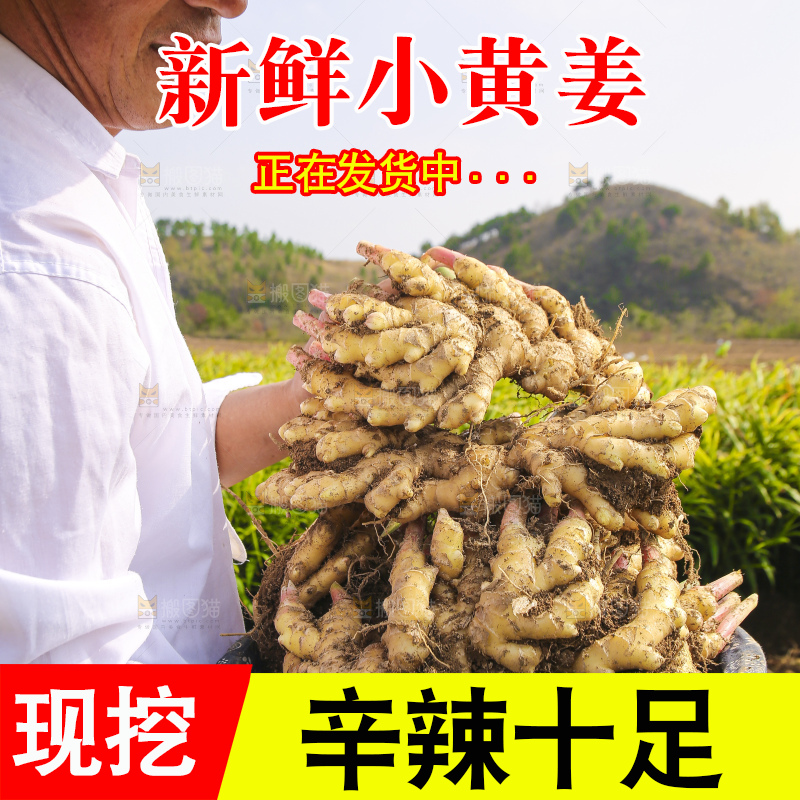 手里拿着新鲜小黄姜