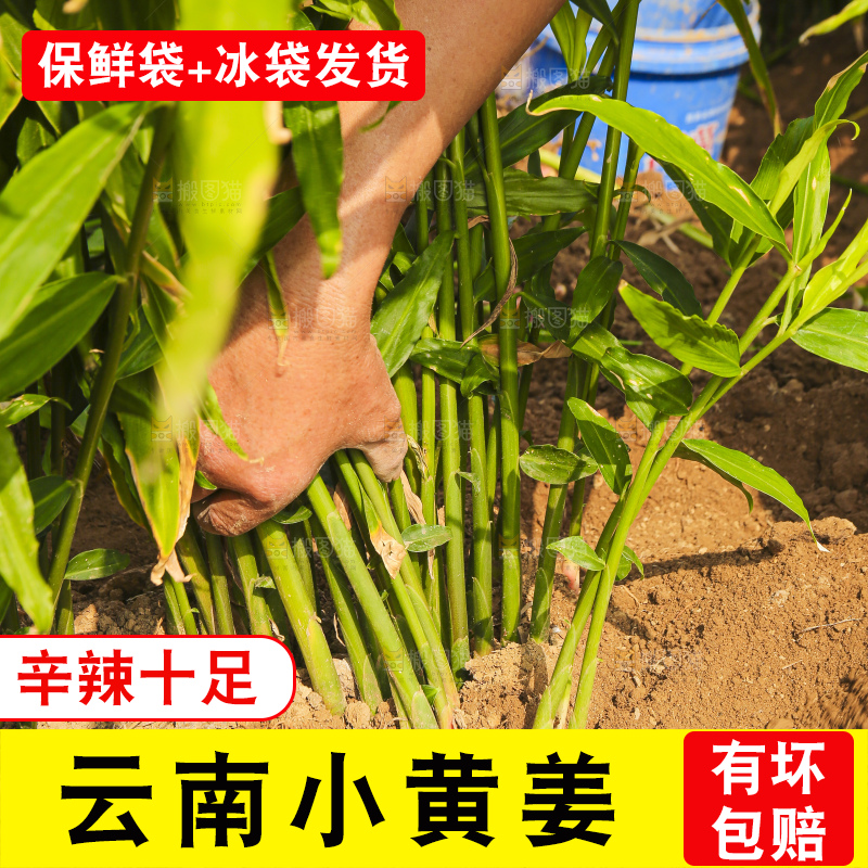 手里拿着新鲜小黄姜