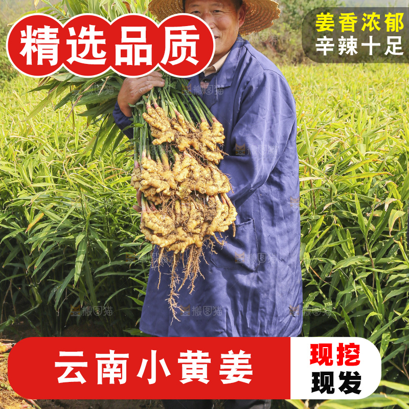 手里拿着新鲜小黄姜
