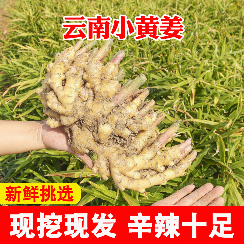 手里拿着新鲜小黄姜