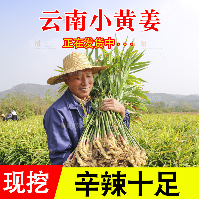 手里拿着新鲜小黄姜