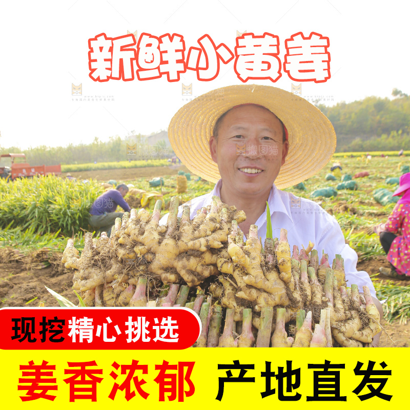 手里拿着新鲜小黄姜
