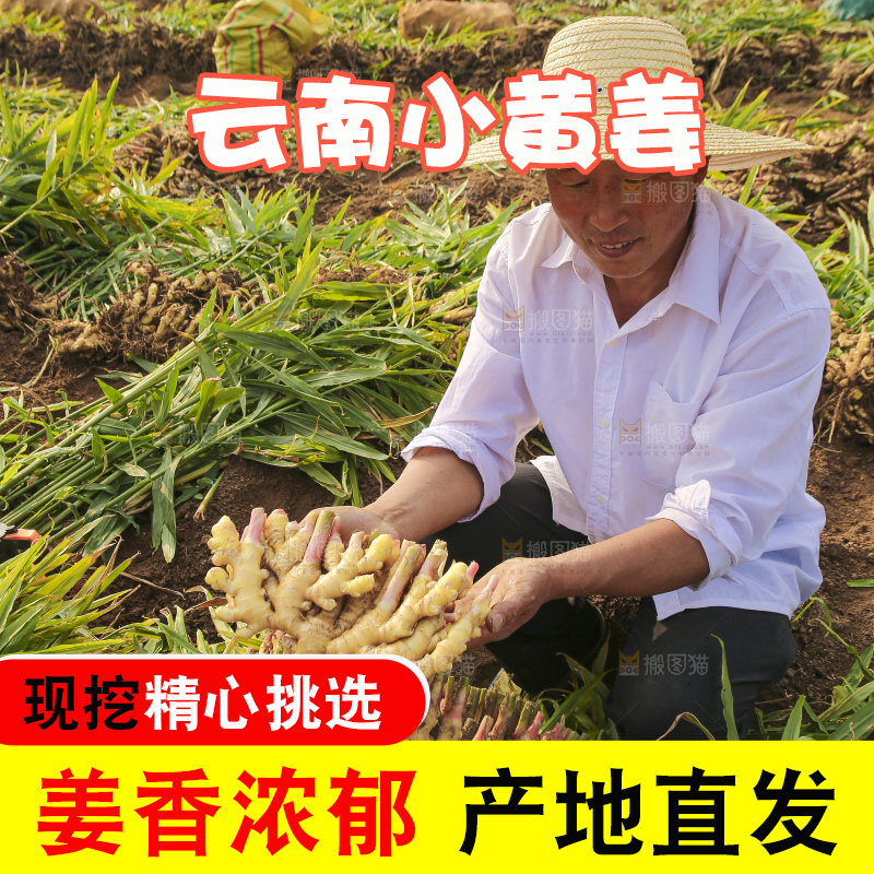 手里拿着新鲜小黄姜