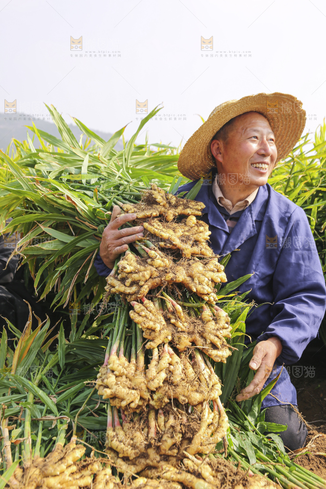 手里拿着新鲜小黄姜