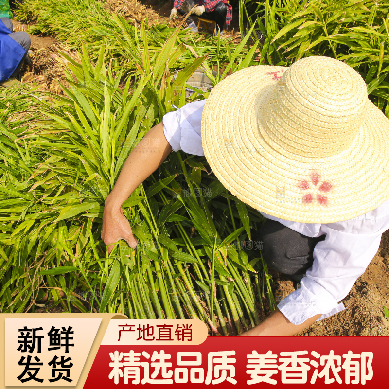 手里拿着新鲜小黄姜