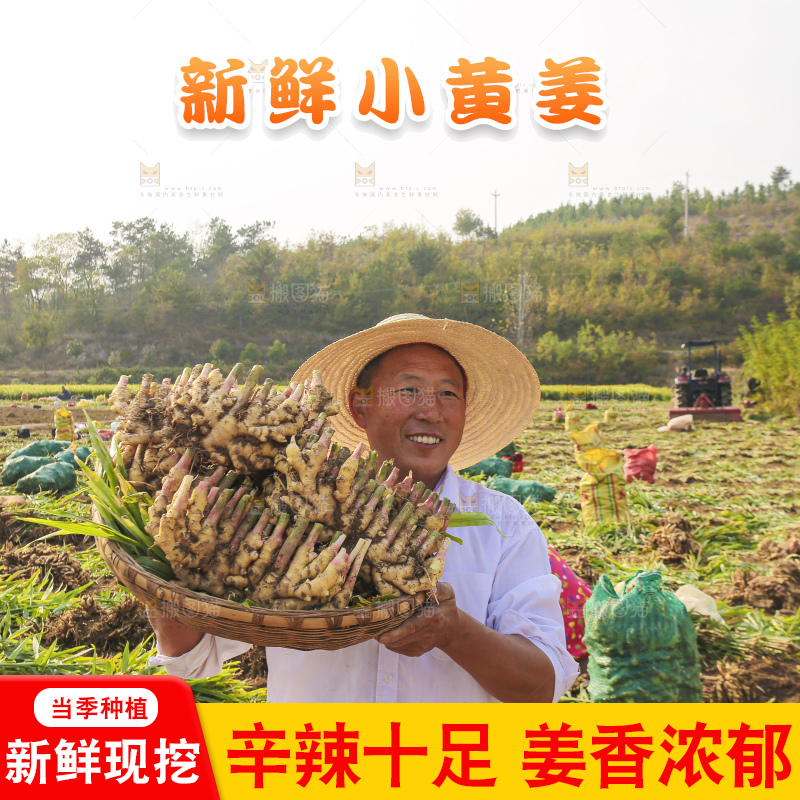 手里拿着新鲜小黄姜