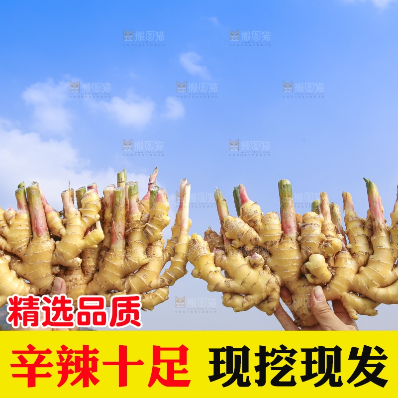 手里拿着新鲜小黄姜